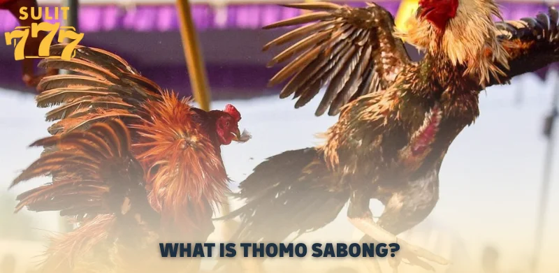 What is Thomo Sabong