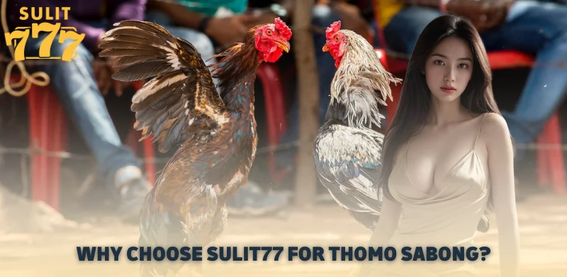 Why Choose Sulit77 for Thomo Sabong